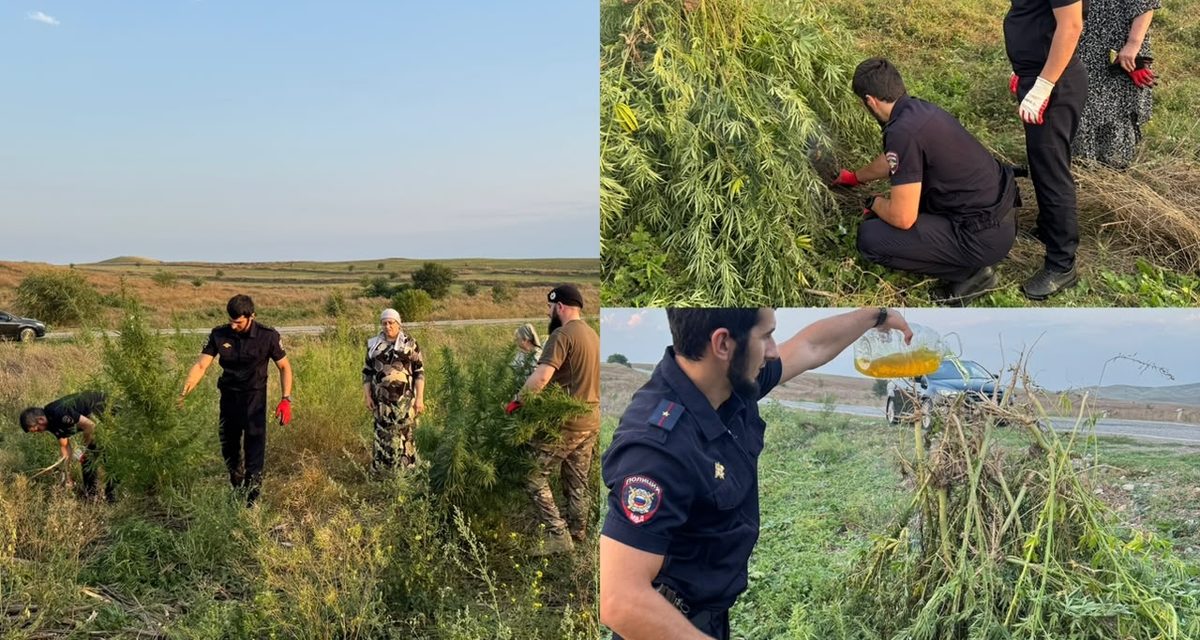 В Грозненском районе полицейские уничтожили около тридцати очагов дикорастущей конопли